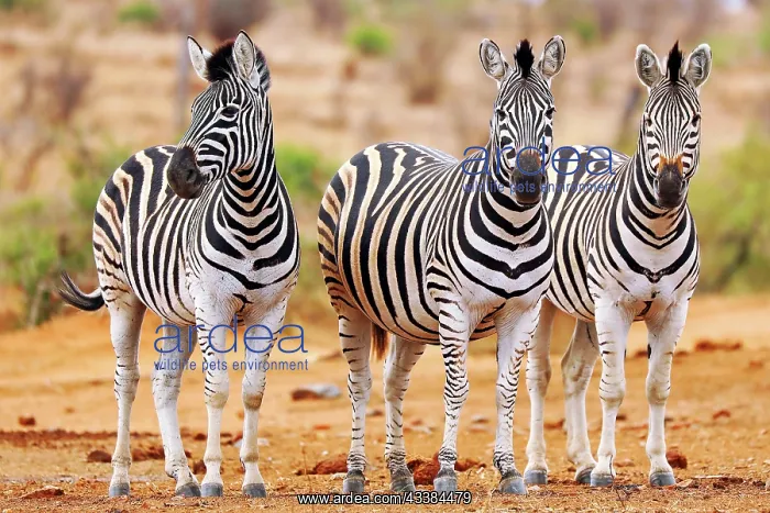 : Steppenzebras, S : Steppenzebras, S