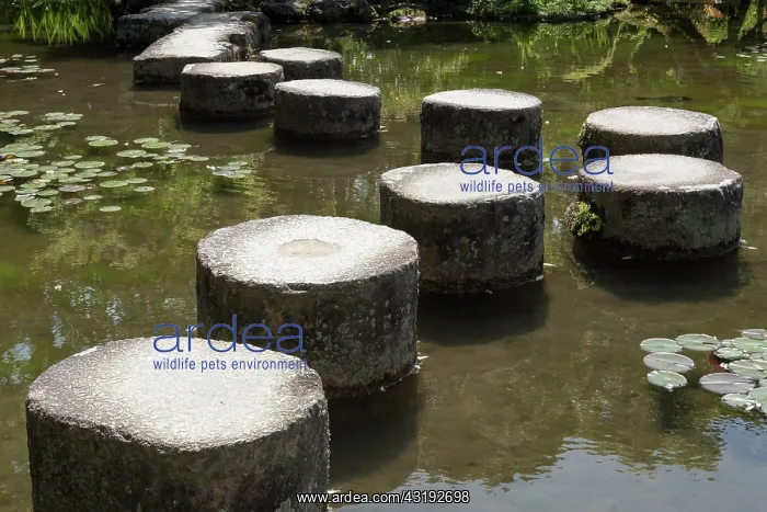: Stepping stones in pond at Heian Jingu gardens : Stepping stones in pond at Heian Jingu gardens