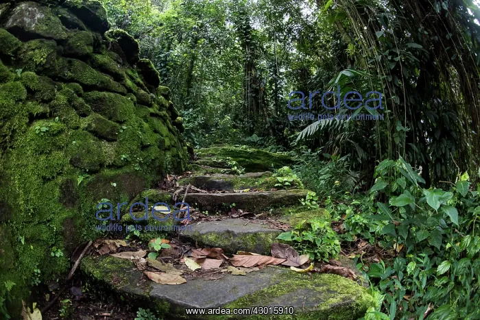 : Steps at archaeological site of the Lost City (Ciudad : Steps at archaeological site of the Lost City (Ciudad