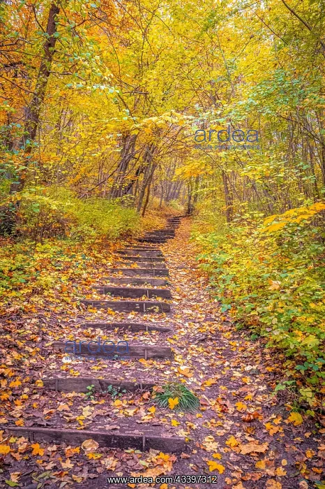 : Steps in the forest in autumn, Jena, Thuringia : Steps in the forest in autumn, Jena, Thuringia