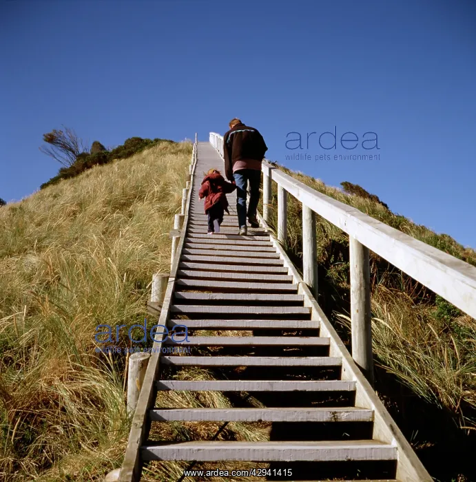 : Steps to sand dune lookout, Bruny Island, Tasmania : Steps to sand dune lookout, Bruny Island, Tasmania