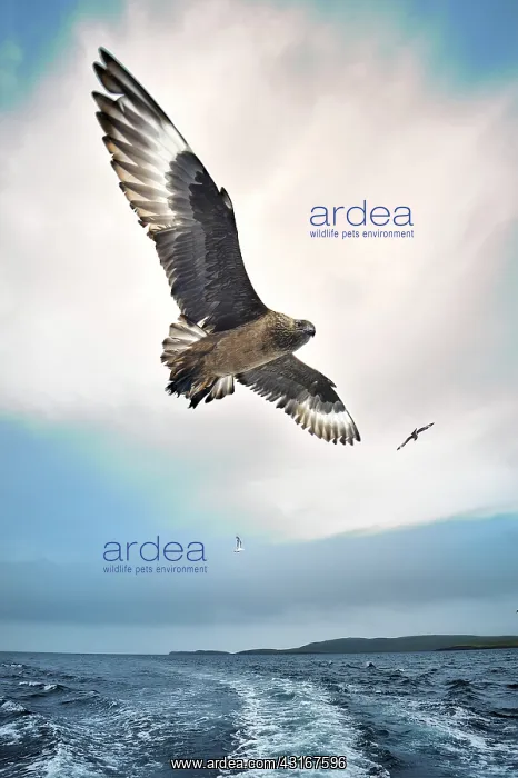 : Stercorarius skua Catharacta skua Catharacta St : Stercorarius skua Catharacta skua Catharacta St