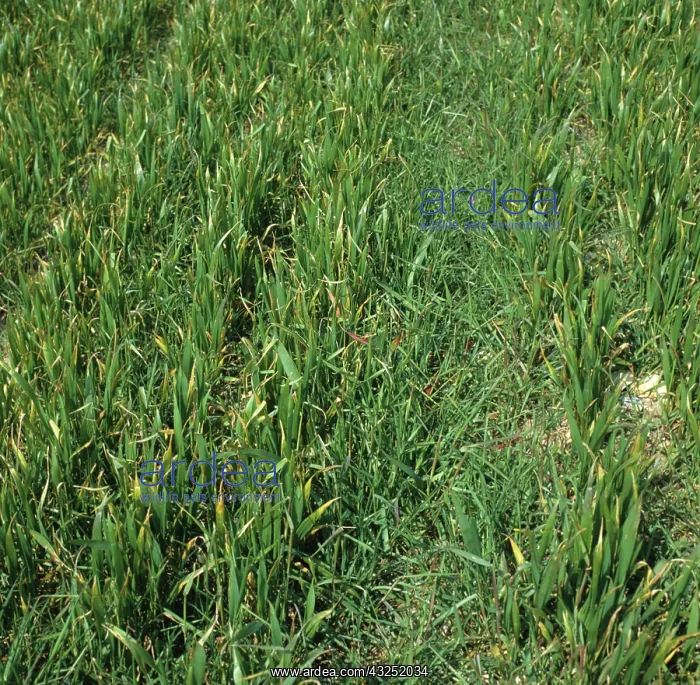 : Sterile Brome (Bromus sterilis) in Barley crop : Sterile Brome (Bromus sterilis) in Barley crop