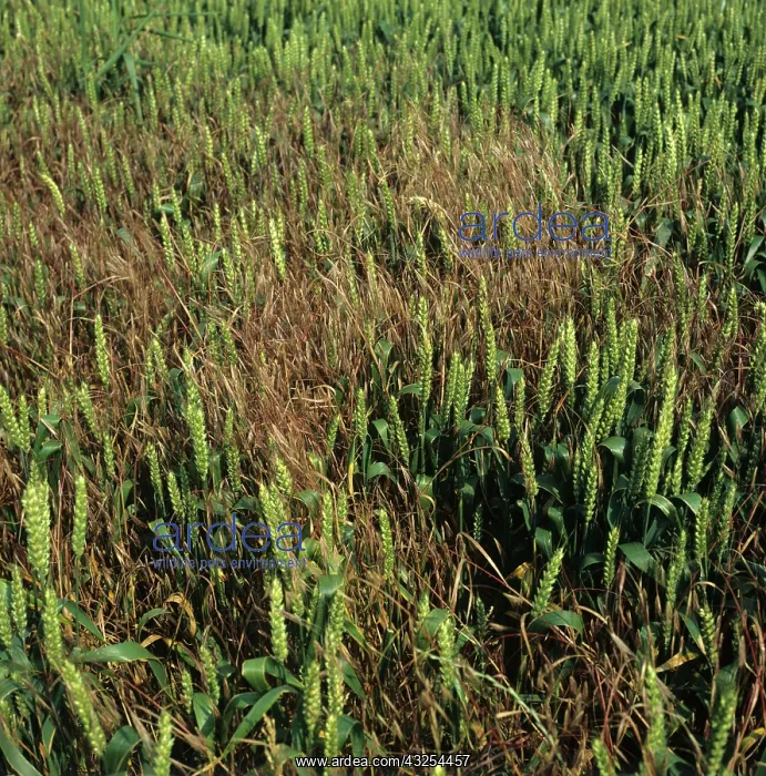 : Sterile Brome (Bromus sterilis) in Wheat crop : Sterile Brome (Bromus sterilis) in Wheat crop