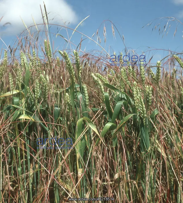 : Sterile Brome Grass : Sterile Brome Grass