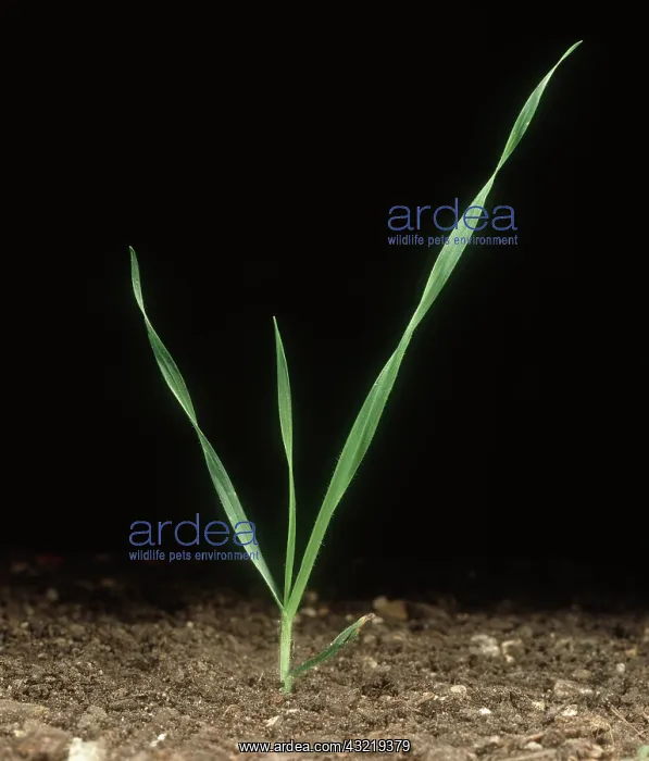 : Sterile Brome Grass : Sterile Brome Grass