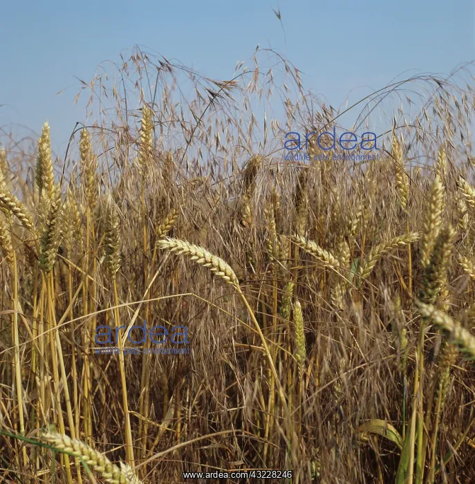 : Sterile brome seedling in wheat crop : Sterile brome seedling in wheat crop