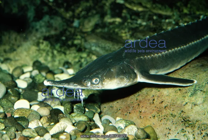 : STERLET - IN POND : STERLET - IN POND