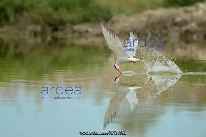 : Sterna hirundo Sterna : Sterna hirundo Sterna