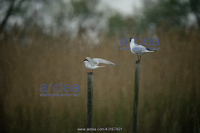: Sterna hirundo Sterna : Sterna hirundo Sterna