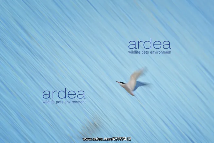 : Sterna hirundo Sterna : Sterna hirundo Sterna