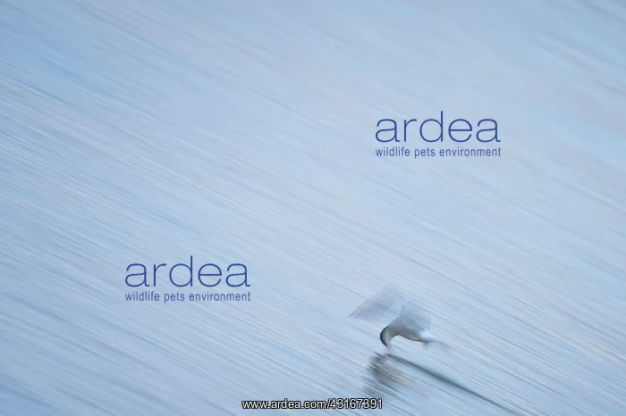 : Sterna hirundo Sternidae Sterna : Sterna hirundo Sternidae Sterna