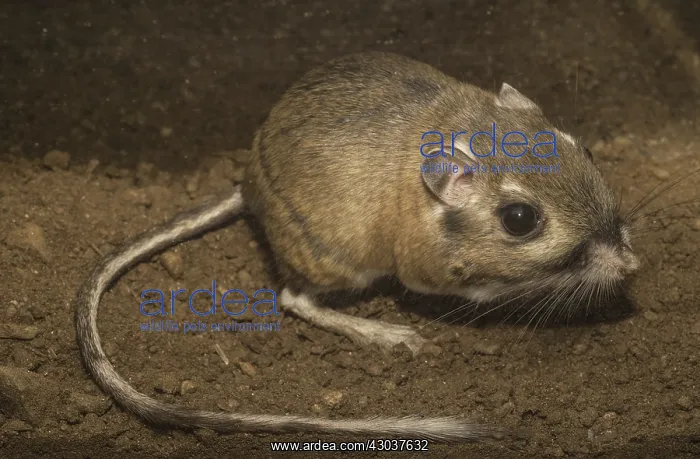 : Steven's Kangaroo Rat close up - Close up of Steven's : Steven's Kangaroo Rat close up - Close up of Steven's