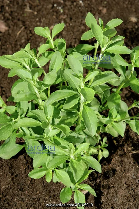 : Stevia Plant : Stevia Plant