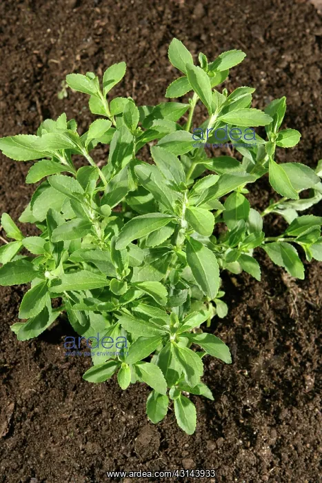 : Stevia Plant : Stevia Plant