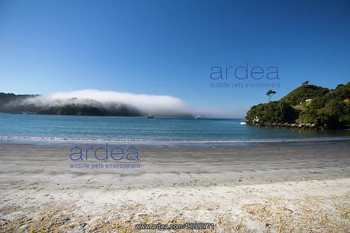 : Steward Island, New Zealand. Overlooking : Steward Island, New Zealand. Overlooking