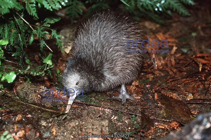 : STEWART ISLAND BROWN KIWI CHICK : STEWART ISLAND BROWN KIWI CHICK
