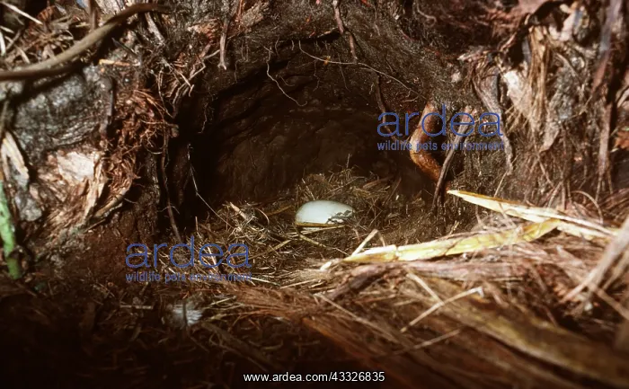: STEWART ISLAND BROWN KIWI EGG : STEWART ISLAND BROWN KIWI EGG