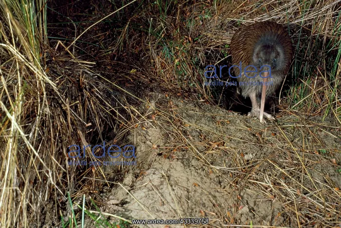 : Stewart Island Brown Kiwi - leaving burrow : Stewart Island Brown Kiwi - leaving burrow