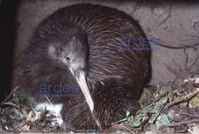 : STEWART ISLAND BROWN KIWI - male : STEWART ISLAND BROWN KIWI - male