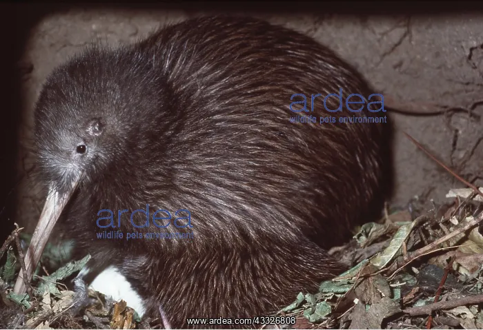 : STEWART ISLAND BROWN KIWI - male with eggs : STEWART ISLAND BROWN KIWI - male with eggs