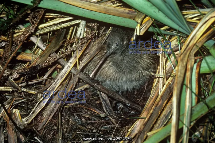 : Stewart Island Brown Kiwi / Tokoeka - emerging : Stewart Island Brown Kiwi / Tokoeka - emerging