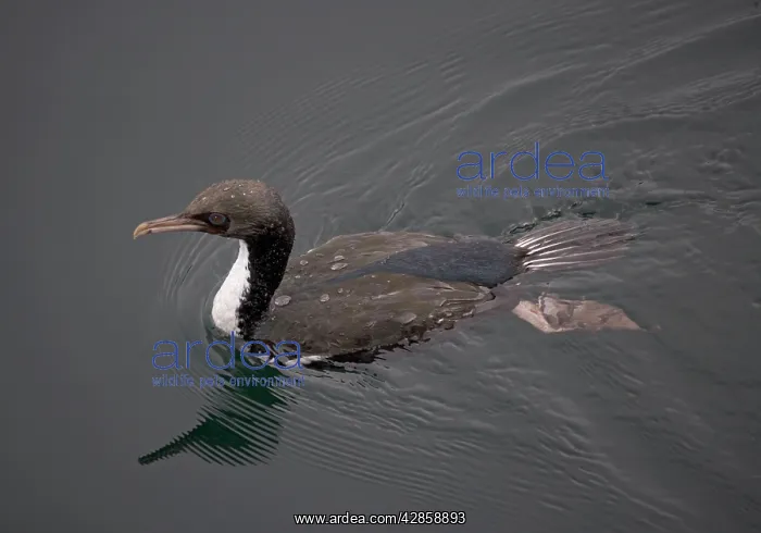 : Stewart Island Shag, just surfaced : Stewart Island Shag, just surfaced