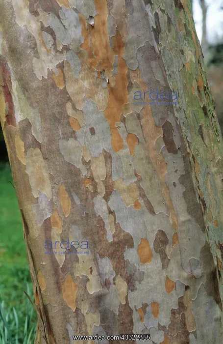: Stewartia pseudocamellia bark : Stewartia pseudocamellia bark
