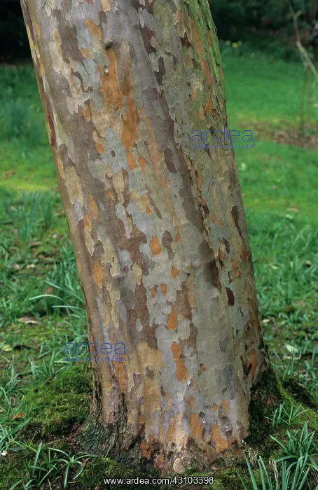: Stewartia pseudocamellia trunk : Stewartia pseudocamellia trunk