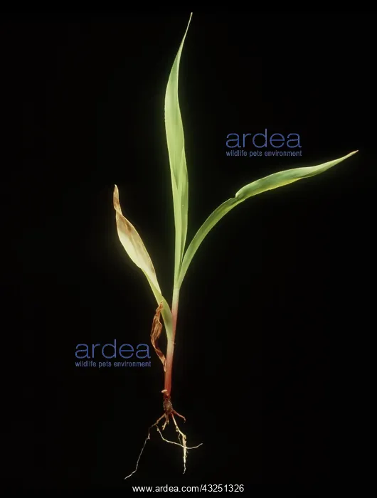 : Stewarts wilt on Corn Plant : Stewarts wilt on Corn Plant