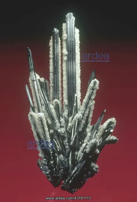 : Stibnite with Quartz : Stibnite with Quartz
