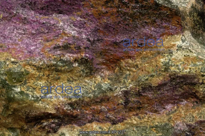 : Stichtite Dundas, Tasmania