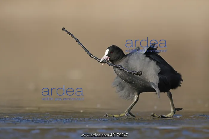 : Get a stick... Coot (Fulica atra) walks across the ice with overlong nesting material : Get a stick... Coot (Fulica atra) walks across the ice with overlong nesting material