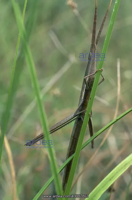 : Stick Grasshopper : Stick Grasshopper