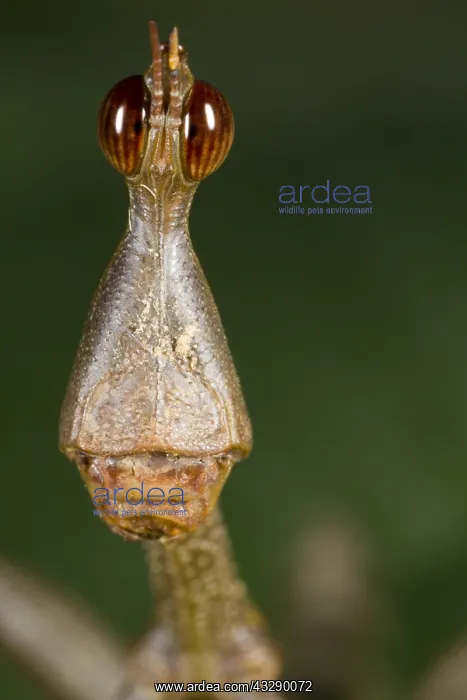 : Stick Grasshopper (Proscopia sp) waiting on a l : Stick Grasshopper (Proscopia sp) waiting on a l