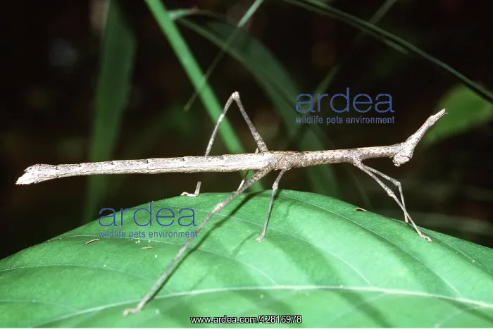 : Stick Insect : Stick Insect