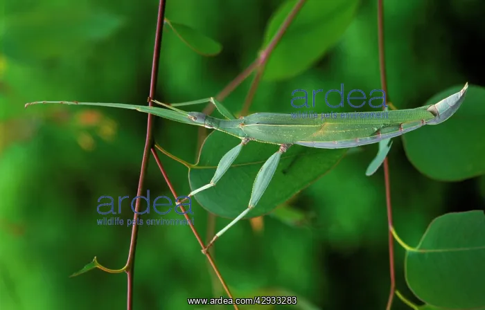 : A stick insect : A stick insect