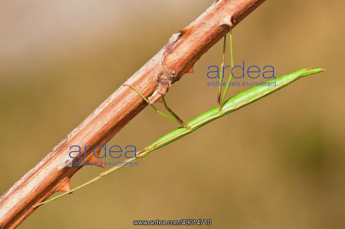  : Stick Insect
