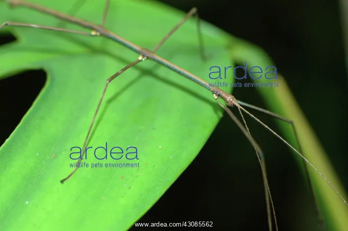 : Stick insect : Stick insect