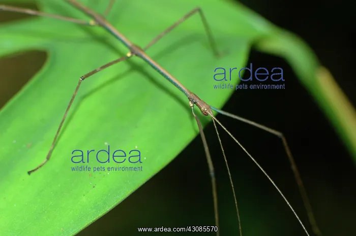  : Stick insect