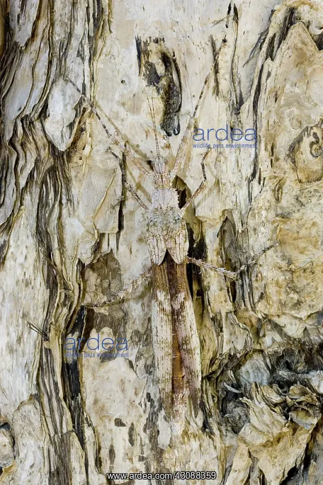 : Stick Insect : Stick Insect