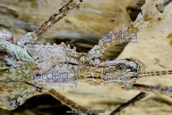 : Stick Insect : Stick Insect