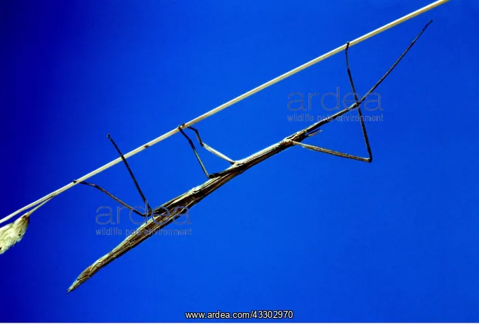 : STICK INSECT : STICK INSECT