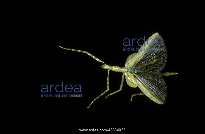 : Stick Insect : Stick Insect