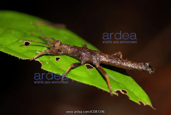 : Stick-insect : Stick-insect