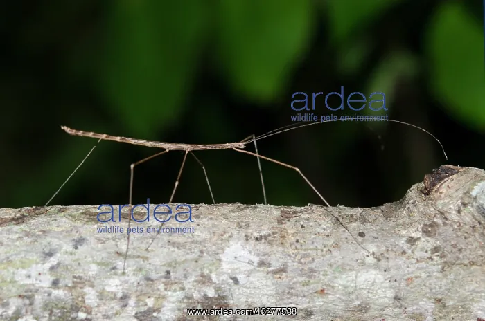 : Stick Insect on branch - West Bali National Park, near Menja : Stick Insect on branch - West Bali National Park, near Menja