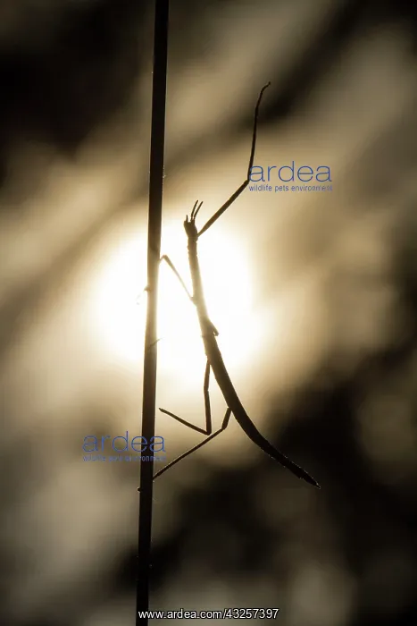 : Stick Insect - climbing a stick : Stick Insect - climbing a stick