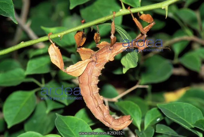 : Stick Insect - female : Stick Insect - female