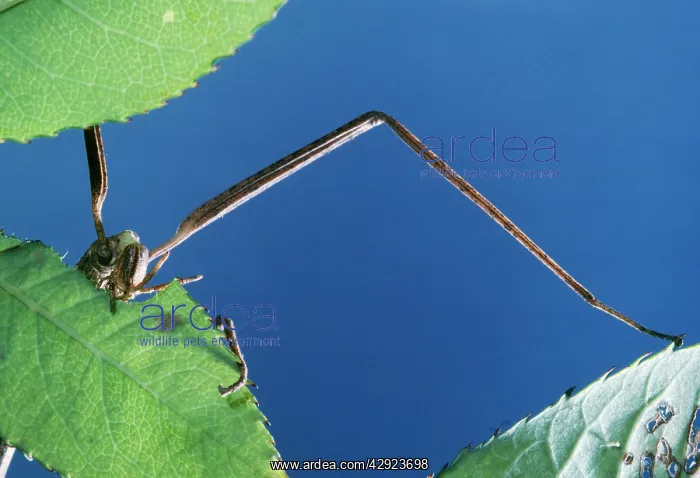 : Stick Insect - female, eating leaf : Stick Insect - female, eating leaf