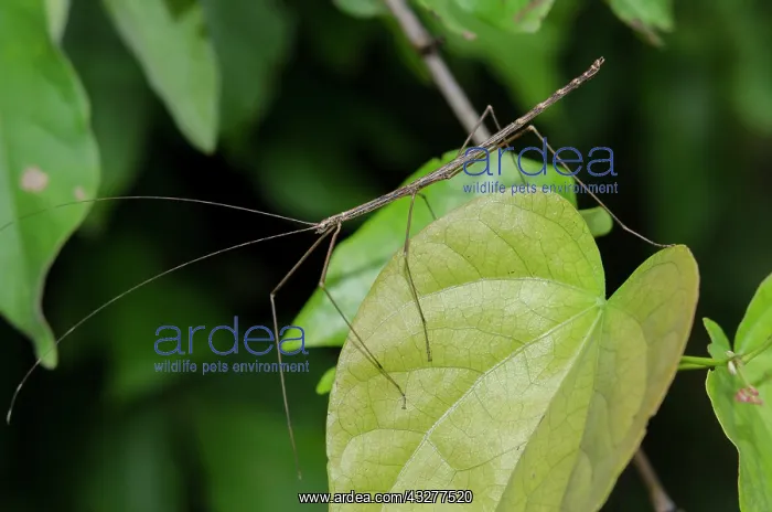 : Stick Insect on leaf - West Bali National Park, near Menjang : Stick Insect on leaf - West Bali National Park, near Menjang